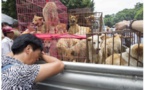 Le festival de la viande de chien, Yulin, a ouvert en Chine malgré le coronavirus