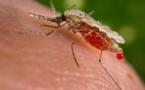 Lutte contre le paludisme : La guerre en passe d'être gagnée ?