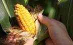 La Russie suspend l'importation de maïs NK603
