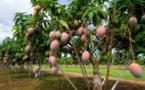 La filière mangue menacée par les maladies phytosanitaires