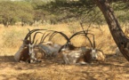 Affaire des gazelles Oryx: Pourquoi autant d’acharnement ? (Par Mamadou Diallo)