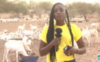 Spécial promo Tabaski: Toutes races de  moutons à vendre à la Bergerie Makhmoud Fall, en Face Monument Baye à Louga (Vidéo)