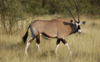 Ruée vers les gazelles: Entre le protocole "Kilim", le fétichisme et des affaires de gros sous
