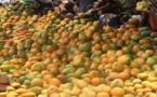 Journée de la Mangue du Sénégal