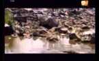 Documentaire du mardi 23 octobre 2012 [2sTV]