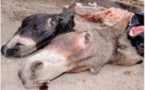Pikine : arrestation d’un boucher qui vendait de la viande d’âne