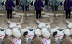 Drame à Sacré-Coeur: Un Vendeur de moutons vient de perdre son cheptel par intoxication alimentaire (Vidéo)