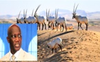 VIDEO - Révélations du Ministre Serigne Mbacké Ndiaye sur le scandale des gazelles Oryx (Vidéo)