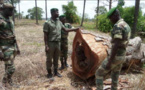 Sénégal - Trafic ce bois de Vène: La Gambie encore au cœur du scandale