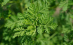 Covid-19: Les essais cliniques de l’Artemisia vont bientôt démarrer