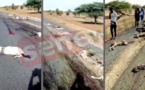 Vidéo - Matam: Des moutons écrasés par un chauffard qui a pris la fuite, regardez