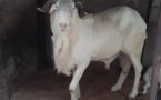 A vendre ce mouton de race +221 77 012 07 07