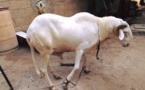 A vendre des moutons moins cher 