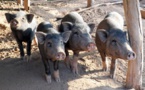 Thiaroye-Sur-Mer: Déguerpis, les éleveurs de porcs crachent leur part de vérité
