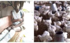 Nigeria : la police « torture » à mort deux individus, suite au vol de 7 poulets à Bauchi