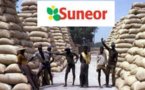 Ziguinchor : Les travailleurs de la Suneor menacent de bloquer les camions et de verrouiller les routes
