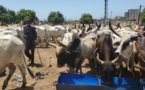 Tamkharit 2020 - Les 1600 bœufs offerts par Macky Sall sont...