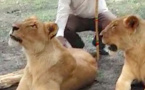 Macky Sall relance le tourisme local avec de vrais lions  ( Vidéo ) 