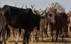 Préparatifs du Magal 2020 : Ngabou et Sokhna Aida Thioune accueillaient déjà leurs convois de bétails