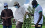 Macky Sall et l’agriculture: la sainte alliance (Par Mounir SY)