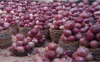 Pour soutenir l’agriculture et créer des emplois au Sénégal: IFC et l’AATIF investissent dans une usine de déshydratation d’oignons