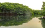 Ziguinchor: 30 millions FCfa des Eaux et Forêts pour la restauration de la Mangrove