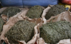 Kidira: La Douane saisit 1376 kg de chanvre indien