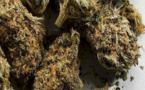 Trafic de drogue: La Police arrête 5 individus à Diourbel