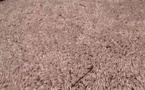 Urgent-Catastrophe écologique signalée à Mbao : la mort de centaines milliers de petits poissons constatée au niveau du Marigot
