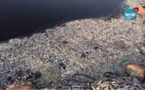 VIDEO / Mort de poissons au marigot de Mbao: Les jeunes craignent pour leur avenir et leur devenir