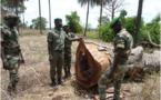 Trafic illicite de bois: L'Armée instruite à combattre cette pratique