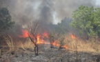 Thiès - Feu de brousse à Mboro: Un périmètre maraîcher consumé