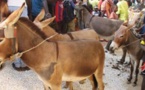 Drame à Louga: Un enfant d'un an tué par un âne