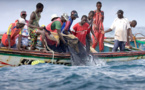 L'UE sur l'accord de pêche avec le Sénégal: « Le nouveau protocole a été négocié entre les parties en juillet 2019 et les quotas ont été revus à la baisse »