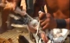 Incroyable! Le magicien tue un poulet et lui redonne la vie