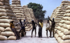 Le CNCR s’insurge contre « la désorganisation » du marché de l’arachide