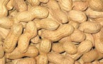 Hausse du prix du kilogramme d’arachide au producteur: A Diourbel, le montant jugé acceptable, mais…