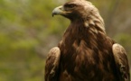[Audio]Incroyable! elle à une garde du corps un oiseaux qui le suit partout  