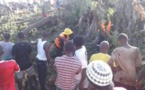 Goudomp: Un baobab s'effondre et fait plusieurs blessés