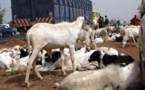 Diourbel : Un des plus grands voleurs de moutons tombe à Madinatoul