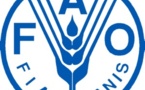 Les réserves mondiales de céréales estimées à 495 millions de tonnes