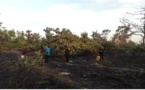 VIDEO: Incendie à la forêt classée de Mbao : Sapeurs-pompiers et agents des Eaux forêts désertent