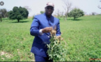 Campagne agricole: Le Président Sall brandit les récoltes battant tous les records