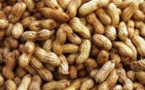 Commercialisation de l’arachide: L’Etat lève son interdiction d’exportation des graines d'arachide