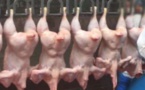 18 tonnes de poulets volées à la SEDIMA: Des pépins en vue pour Ngongo Guèye, le responsable du magasin de stockage
