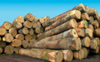 Kolda: Saisie de 42 billons de bois par la gendarmerie