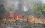 Feu de brousse: Une large superficie ravagée dans une commune de Linguère