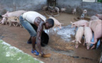 Complaintes des éleveurs de porcs: Quand le «Niamu Mbaam» devient introuvable