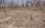 Paysages dégradés, productivité agricole en baisse: La BM va injecter près de 2 687 milliards de FCfa pour les zones arides d'Afrique