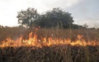 Kaffrine: Le cri du cœur des populations pour une protection contre les feux de brousse
